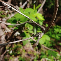 Neoitamus flavofemoratus