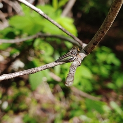 Neoitamus flavofemoratus