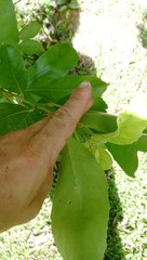 Melicytus macrophyllus