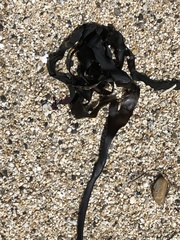 Laminaria setchellii