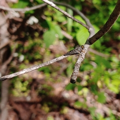 Neoitamus flavofemoratus