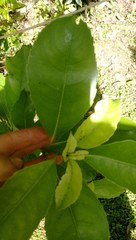 Melicytus macrophyllus