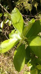 Melicytus macrophyllus