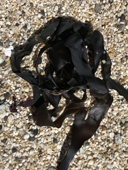 Laminaria setchellii