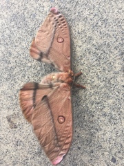 Opodiphthera eucalypti