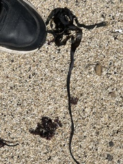 Laminaria setchellii