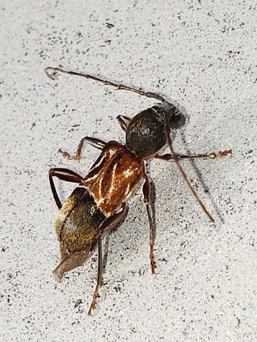 Ant-like Longhorn Beetle photo 3
