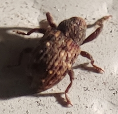 Apteromechus ferratus