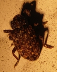 Apteromechus ferratus