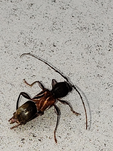 Ant-like Longhorn Beetle photo 4
