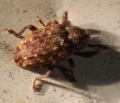 Apteromechus ferratus