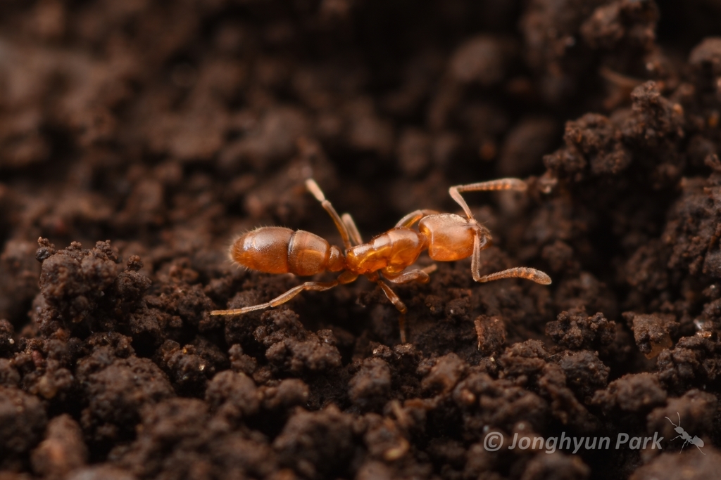 Hypoponera sauteri