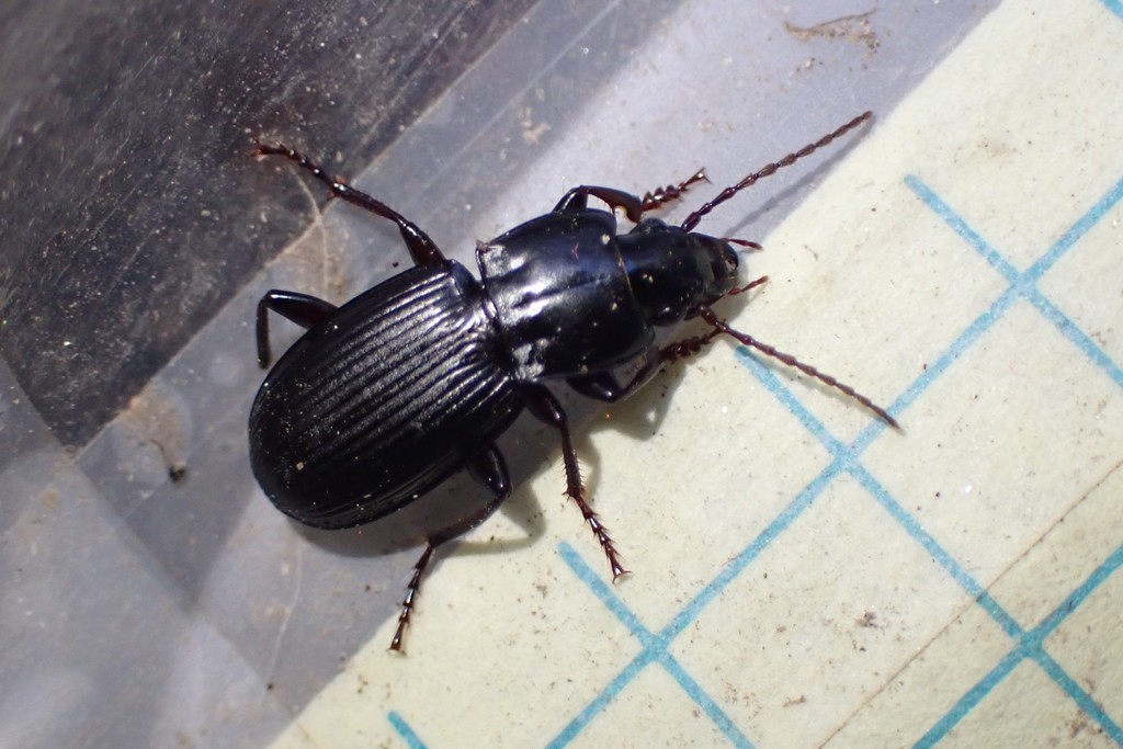 Pterostichus tarsalis
