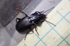 Pterostichus tarsalis