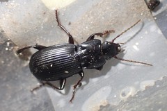 Pterostichus tarsalis