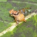 Marula Fruit Fly - Photo (c) Subramanian Sevgan, some rights reserved (CC BY-NC), uploaded by Subramanian Sevgan