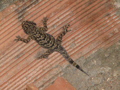 Phyllopezus pollicaris