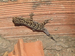 Phyllopezus pollicaris