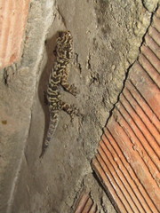 Phyllopezus pollicaris