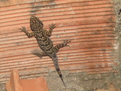 Phyllopezus pollicaris