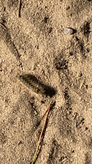 Lophocampa argentata