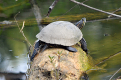 Trachemys venusta cataspila