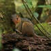 Asian Red-cheeked Squirrel - Photo (c) Martin Walsh, some rights reserved (CC BY-NC-ND), uploaded by Martin Walsh