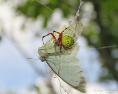 Araneus guttatus