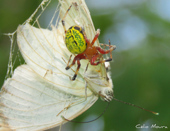 Araneus guttatus