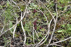 Castilleja victoriae