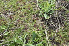 Castilleja victoriae