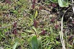 Castilleja victoriae