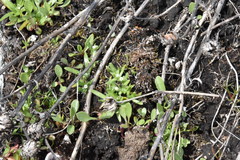 Plagiobothrys scouleri