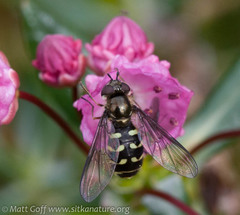 Dasysyrphus intrudens