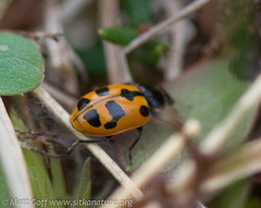 Hippodamia washingtoni