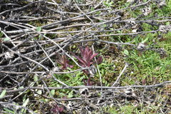 Castilleja victoriae