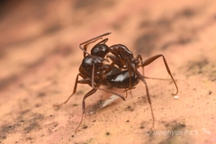 Camponotus vitiosus