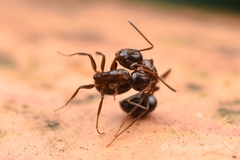 Camponotus vitiosus