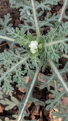 Parthenium confertum