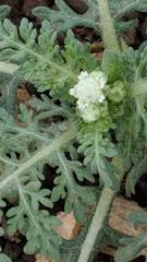 Parthenium confertum
