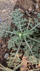 Parthenium confertum