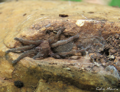 Dolichothele exilis