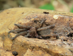 Dolichothele exilis