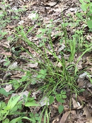 Carex planispicata