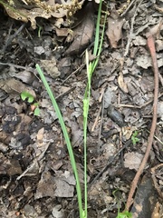 Carex planispicata