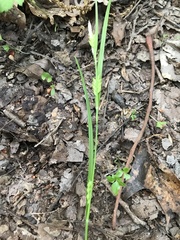 Carex planispicata