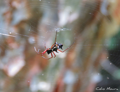 Micrathena swainsoni