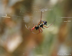 Micrathena swainsoni