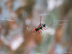 Micrathena swainsoni