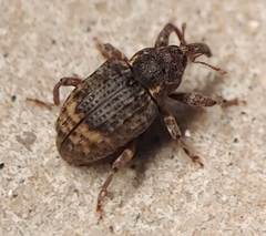 Conotrachelus elegans